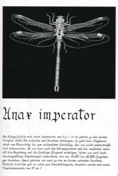 Preview: Maikäfer, flieg! by Ulrike Löhr (Voelcker)