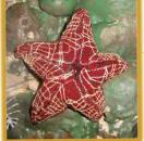 "Spitzenwasserwelt" by Sabine Frank-Hart